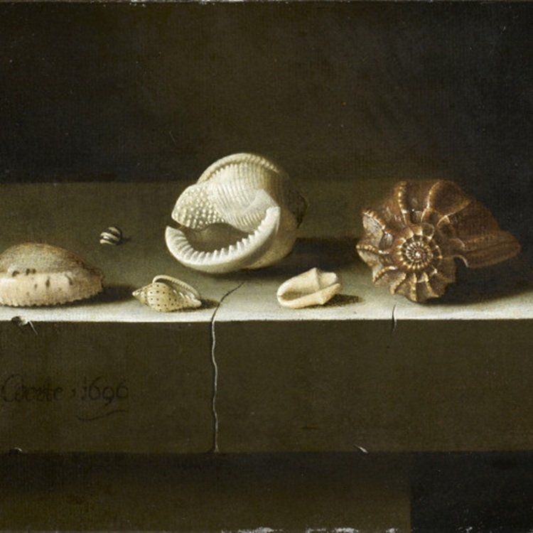 Six coquillages sur une table de pierre
