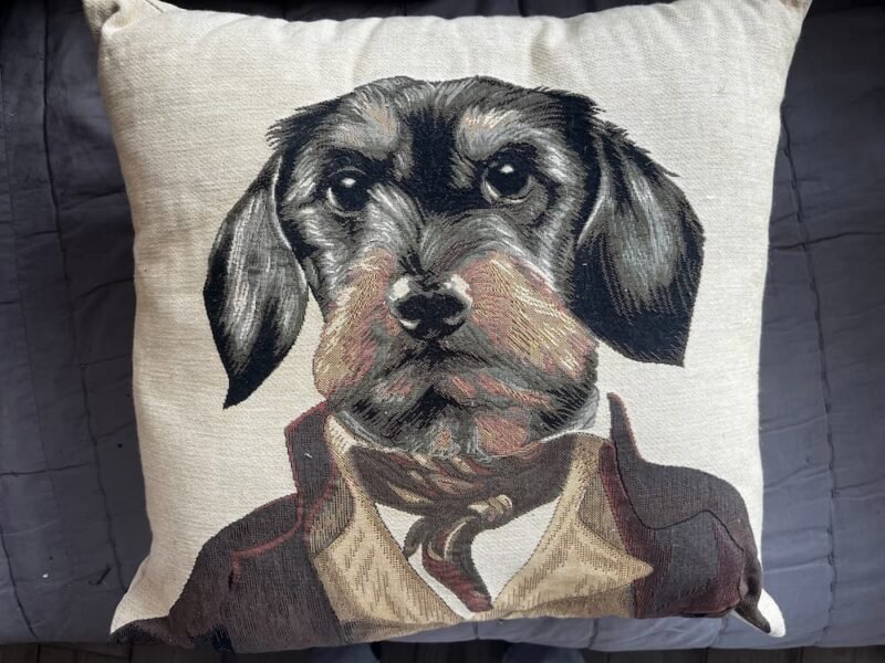 COUSSIN TECKEL A POILS DURS
